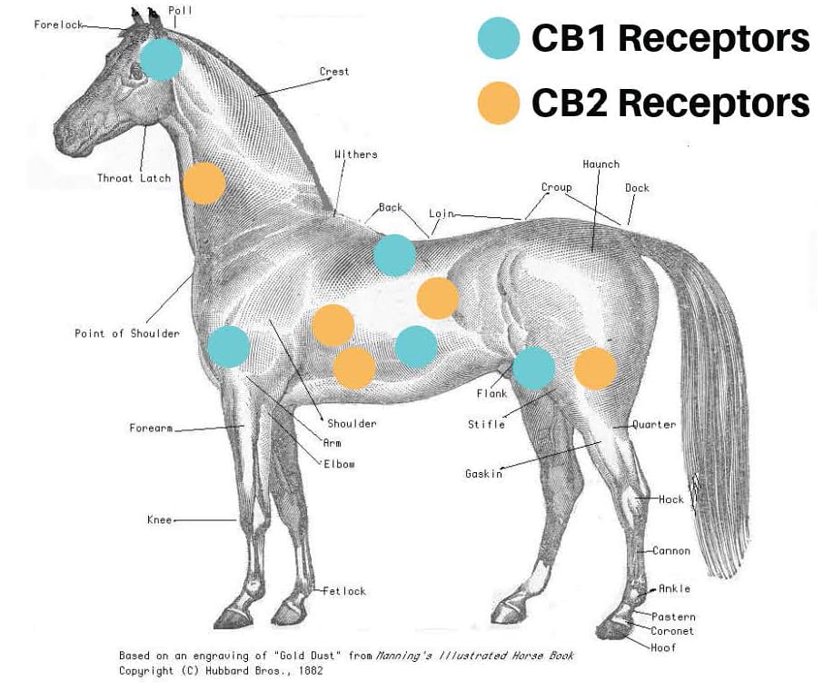 horse