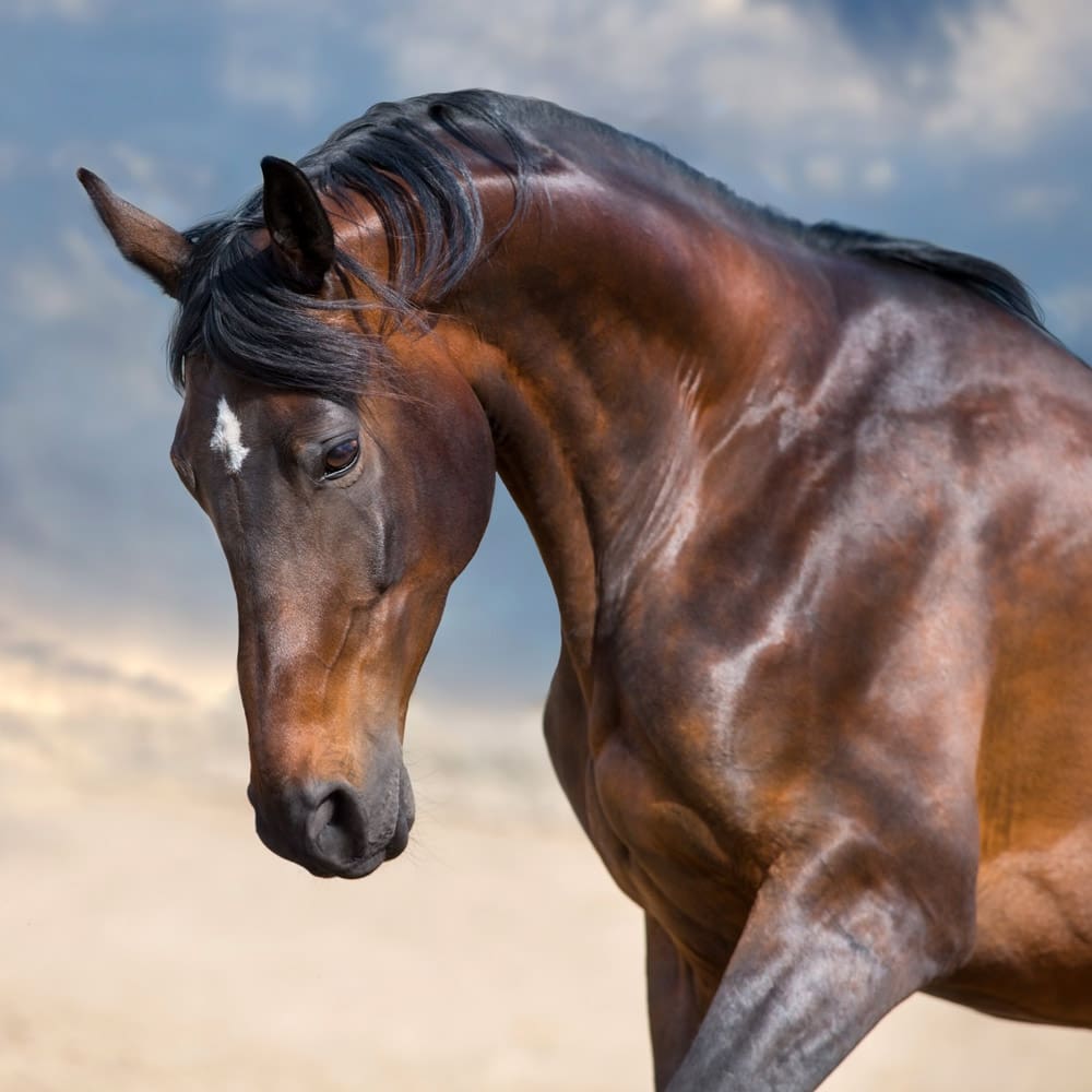 Brave Horse_08-2021_49