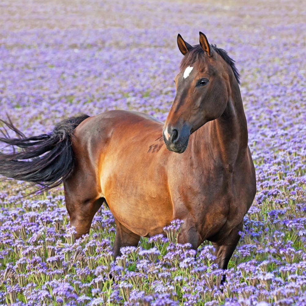 Brave Horse_08-2021_49