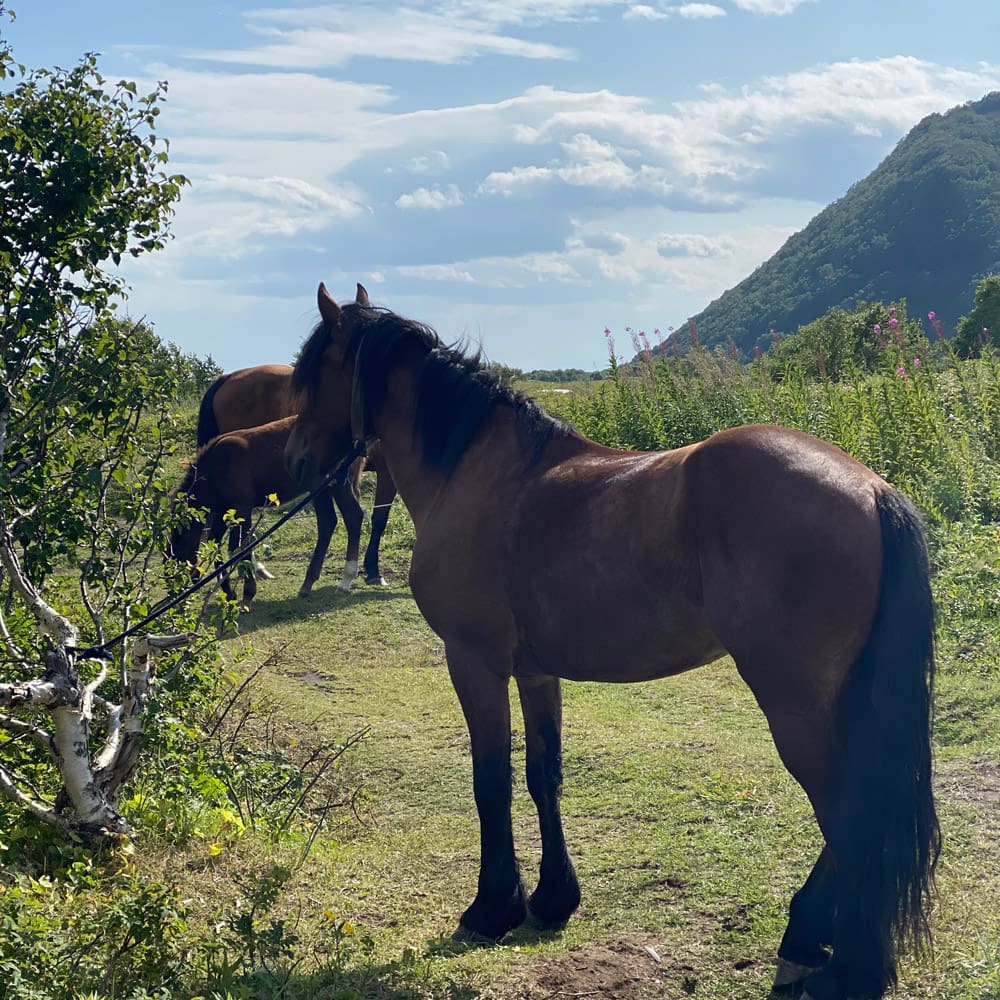 Brave Horse_08-2021_49