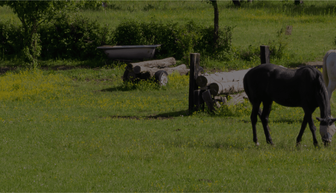 How can CBD help my horse with Uvetis?