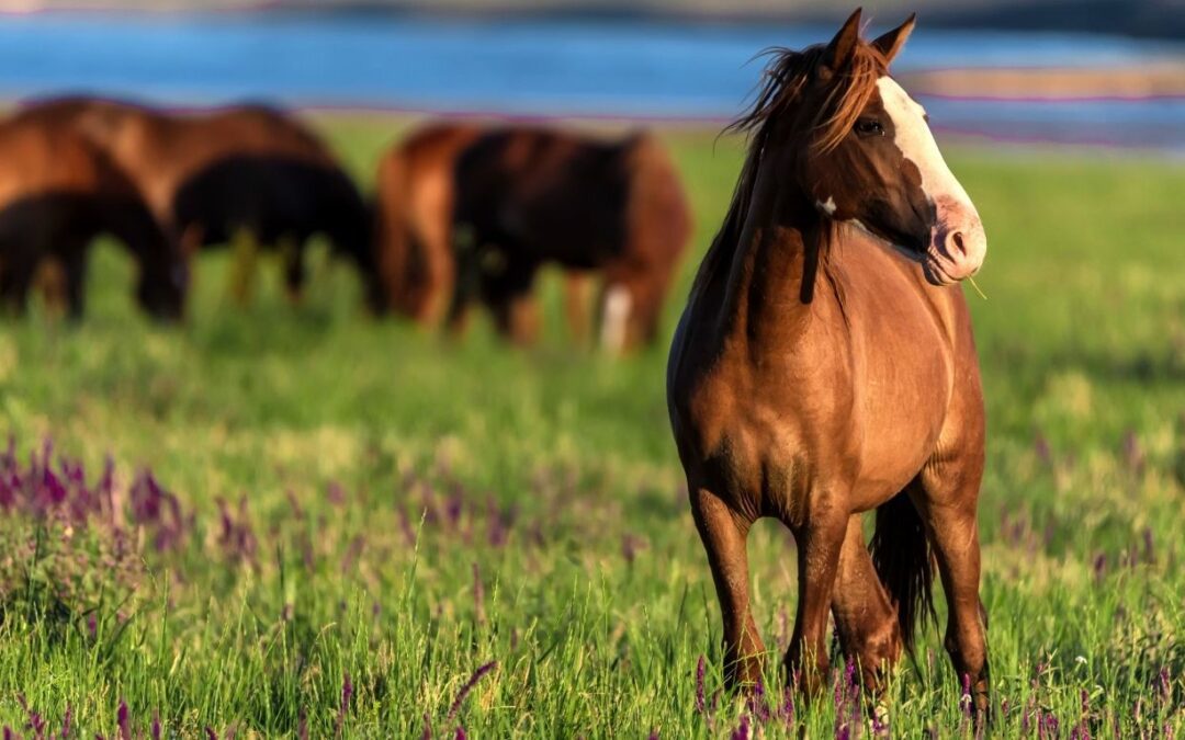 CBG for Horses: Potential Benefits for Osteoarthritis