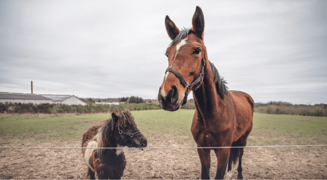 Calming your Storm: A Comprehensive Guide to Managing PSSM in Horses