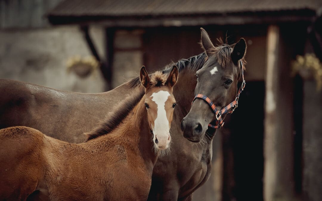 A Horse Owner’s Guide to Administering CBD/CBG for Equine Wellness