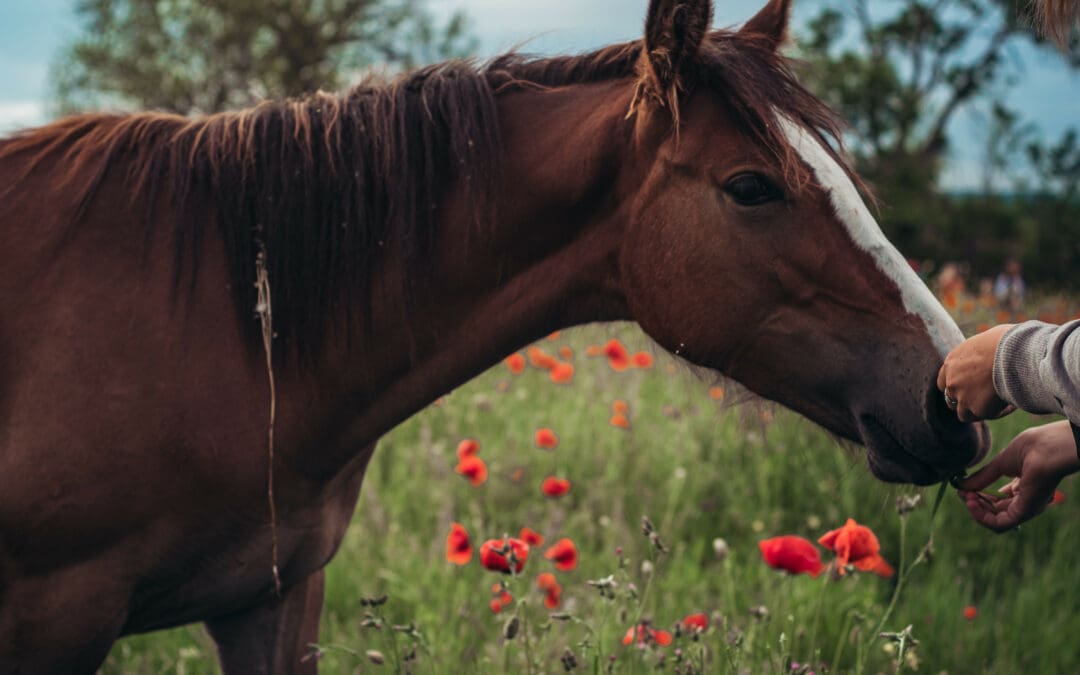 Unlocking Relief: A Guide to Cushing’s Disease in Your Horse