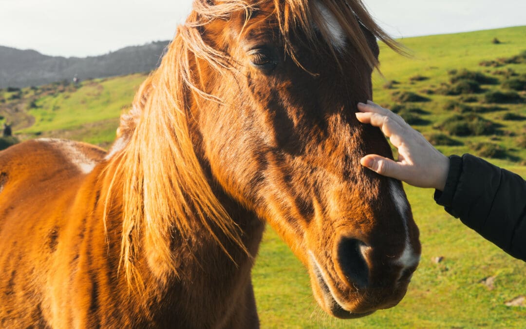 Taming the Storm: A Personal Guide to Easing Your Horse’s Anxiety