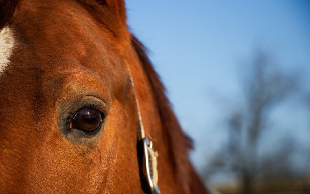 Finding the Light – Your Guide to your Horse and Uveitis