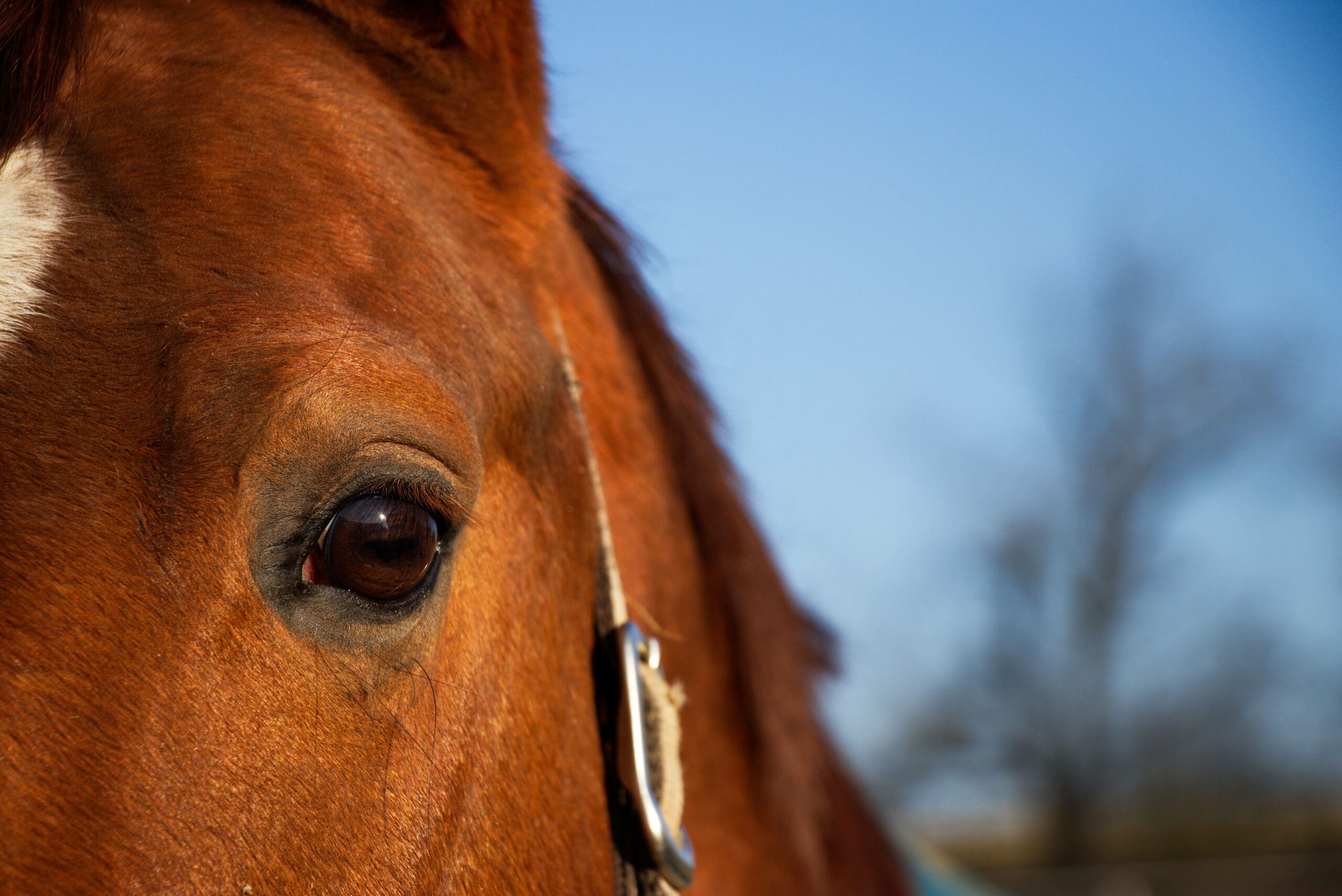 Uveitis in Horses Everything You've Ever Wanted to Know