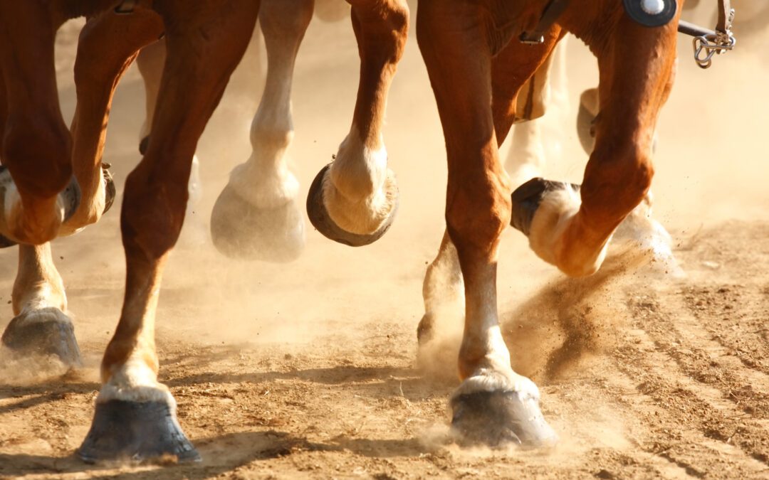 Equine Laminitis: Causes, Symptoms, Treatments
