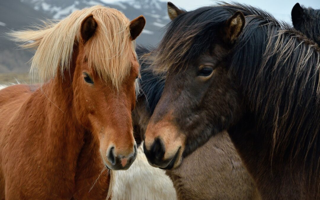 Treating PSSM in Horses