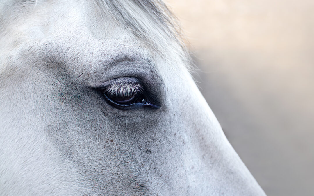 Treating Equine Recurrent Uveitis