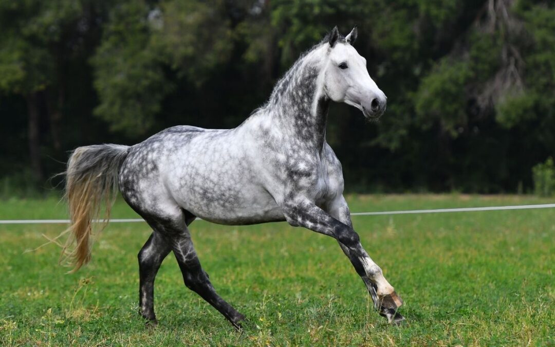 Treating Equine Melanoma