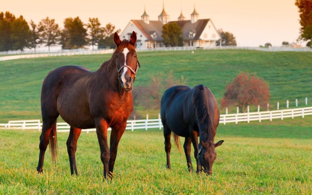CBD and the Immune System: Natural Support for Your Animals