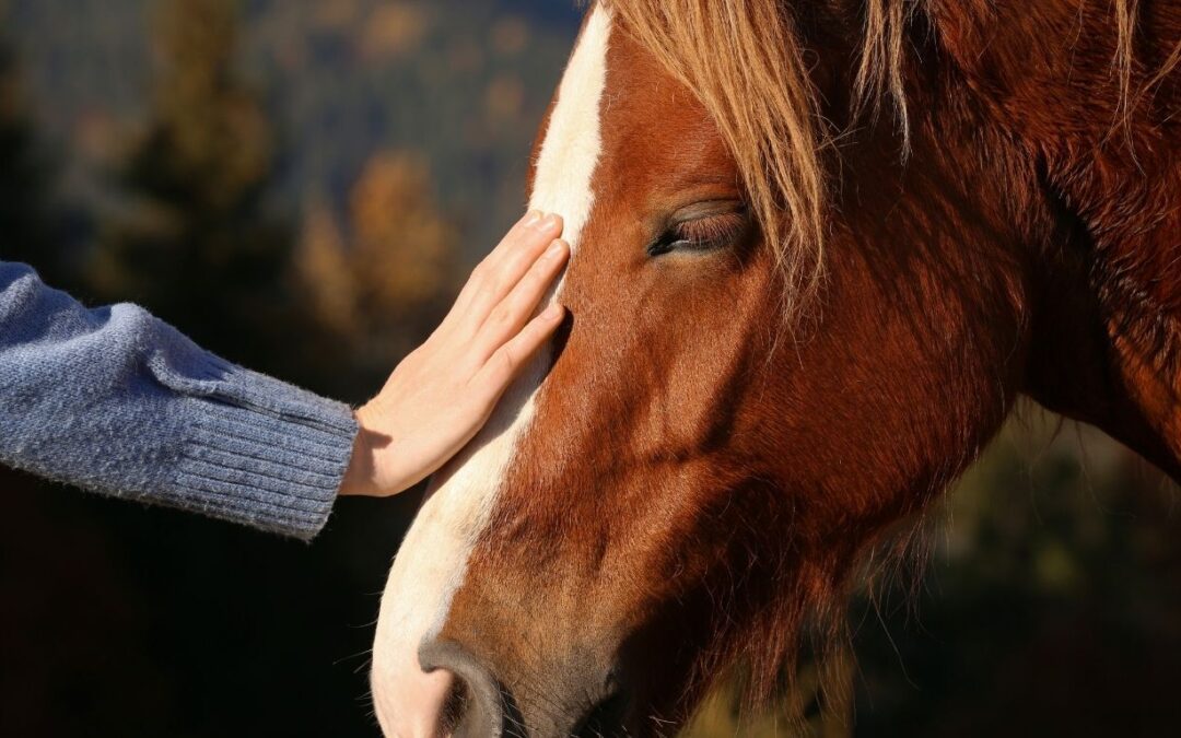Treating Pituitary Pars Intermedia Dysfunction: Equine Cushing’s Disease